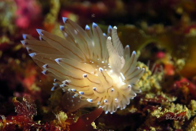 Diving in Spain, Basque Country - By ILO