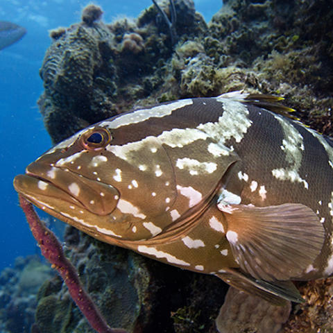 Adventure Sports Newmarket Inc. - Dive Shop in Canadá