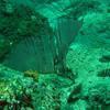 Picture taken during the dive