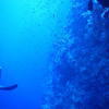 Picture taken during the dive