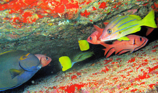Diving in États-Unis, Hawaii Kauai - By Adrián Zárate