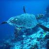 Picture taken during the dive