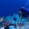Picture taken during the dive