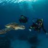 Picture taken during the dive