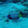 Picture taken during the dive