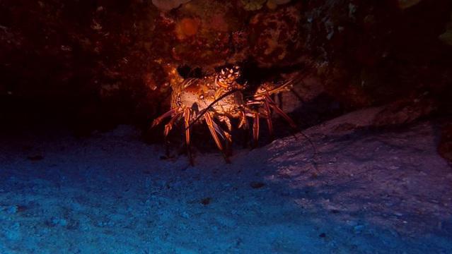 Deep Blue - Dive Center in Spain