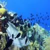 Picture taken during the dive