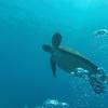 Picture taken during the dive