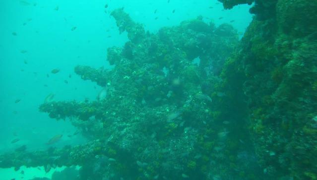 C. BUCEO SCORPORA - Dive Center in Spain