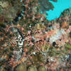 Picture taken during the dive