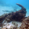 Picture taken during the dive