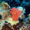 Picture taken during the dive