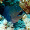 Picture taken during the dive