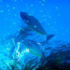 Picture taken during the dive