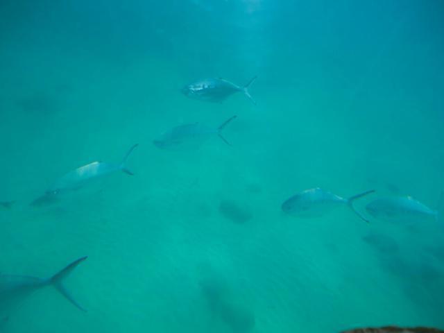 Deep Blue S.l. - Dive Center