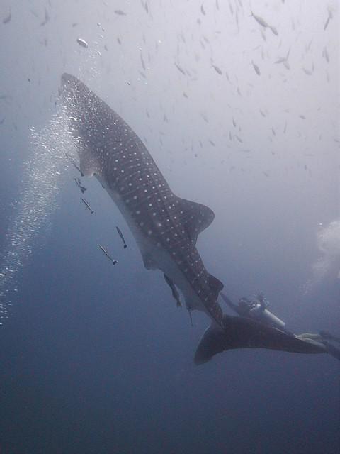 Silent Divers - Dive Center in Thailand