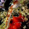 Picture taken during the dive