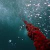 Picture taken during the dive