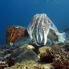 Picture taken during the dive