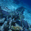 Picture taken during the dive