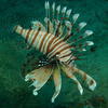 Picture taken during the dive