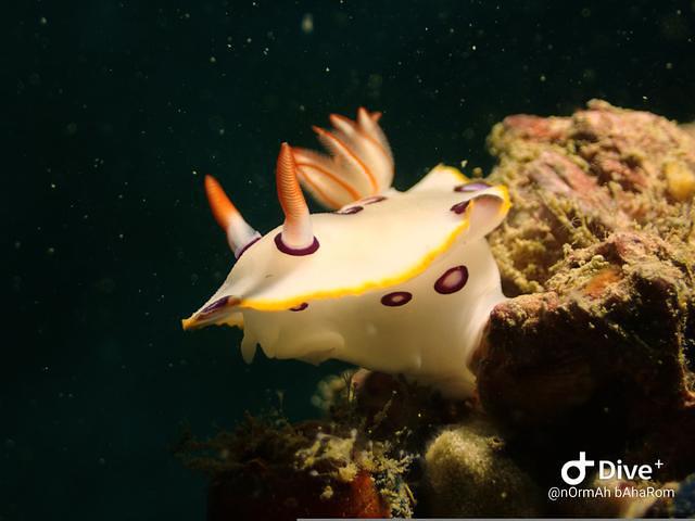 Diving in Dibā, United Arab Emirates - By Normah Baharom