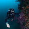 Picture taken during the dive