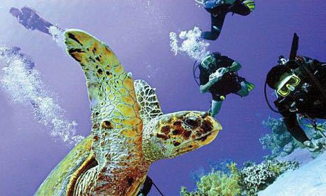 Bamboo Reef - Dive Center in United States