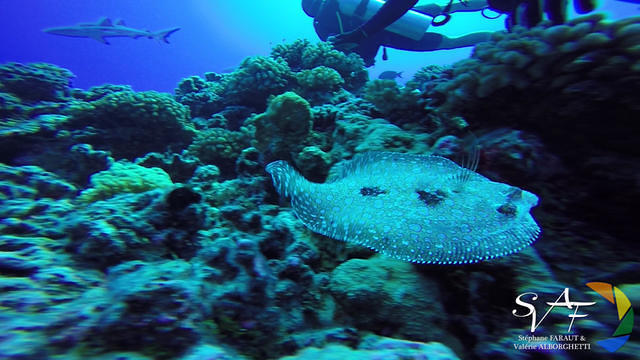 Tetamanu Diving Center - Dive Center