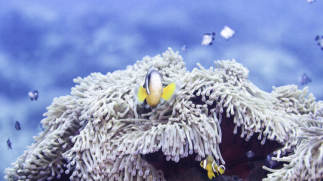 Just Diving LImited - Dive Center in Mauritius