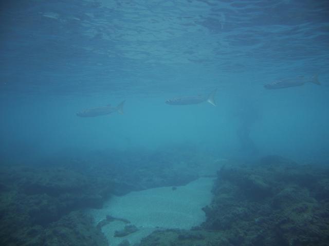 Atlantis Diving - Dive Center in Greece