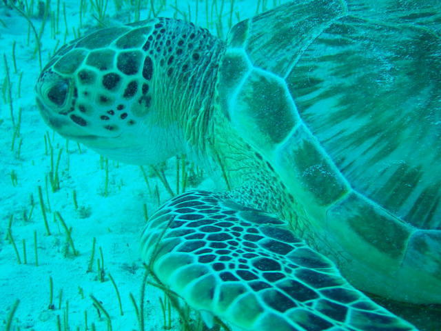 Scuba Cancun - Dive Center in Mexico