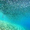 Picture taken during the dive