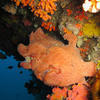 Picture taken during the dive