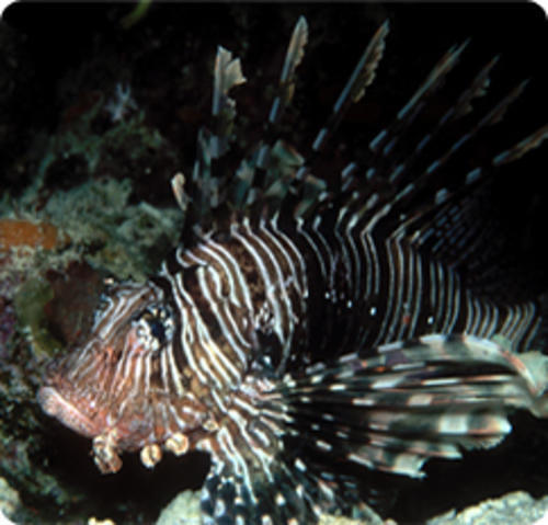 Calypso Reef Charters Pty Ltd - Dive Center in Australia