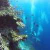 Picture taken during the dive