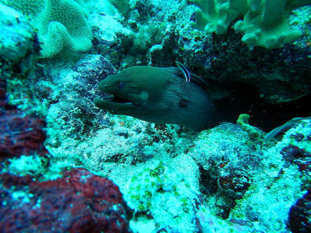 Bluetribe Moofushi - Dive Center