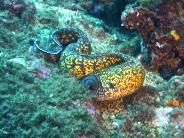 Olivier Espinasse-La Cigale - Dive Center in France