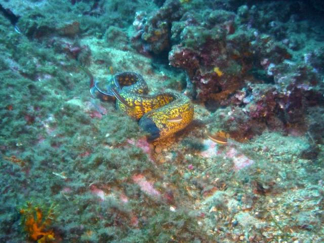 Olivier Espinasse-La Cigale - Dive Center in France