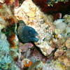 Picture taken during the dive