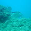 Picture taken during the dive