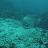 Picture taken during the dive