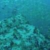 Picture taken during the dive