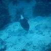 Picture taken during the dive