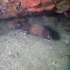 Picture taken during the dive