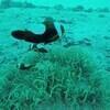 Picture taken during the dive