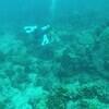 Picture taken during the dive