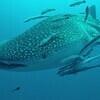 Picture taken during the dive