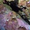 Picture taken during the dive