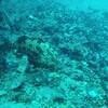 Picture taken during the dive